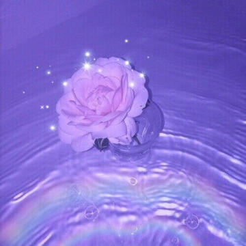 a pastel pink/purple picture of a rose in water with the faint reflection of a rainbow under it